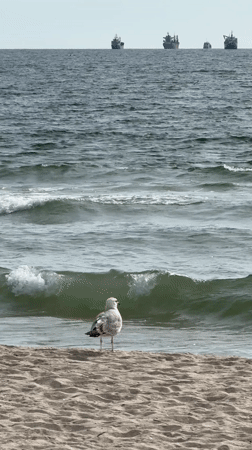 Morning beach scenes with seagull, jogger captured in Varna