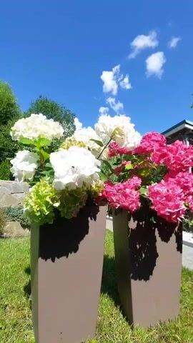 Two large brown planters filled with blooming hydrangeas are positioned on a lush green lawn. The planter on the left contains white and green hydrangeas, while the planter on the right is filled with vibrant pink hydrangeas. The background features trees and foliage under a clear blue sky with scattered white clouds. A portion of a building with a dark roof is visible on the right side of the frame. The camera appears to be at a low angle, looking up towards the flowers and sky.