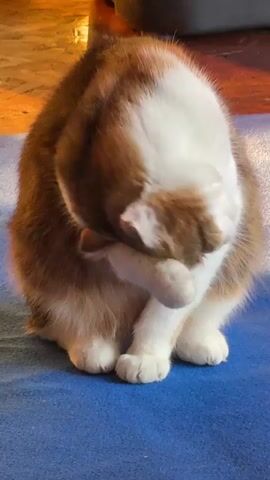 The media file shows a calico cat grooming itself. The cat is sitting on a blue mat with its body curled up. Its paws are positioned as if it's cleaning its face. The background is blurred but appears to be a room with wooden flooring and possibly some dark furniture. The lighting suggests it might be daytime indoors, with artificial light possibly contributing to the illumination. The cat's fur is a mix of white, brown, and orange patches, characteristic of a calico cat. The overall scene is calm and domestic, capturing a typical feline behavior. There is no visible text in the media file.