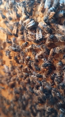 Beekeeper tends hives in Motyakovo, Russia