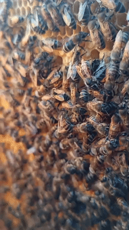 Beekeeper tends hives in Motyakovo, Russia