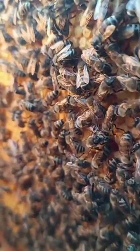 Beekeeper tends hives in Motyakovo, Russia