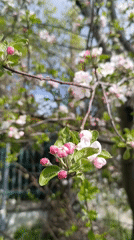 Spring walk documented through blooming Simferopol neighborhoods