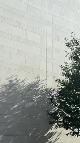 The video displays a static shot of a white tiled wall with a vibrant green tree partially visible on the right side of the frame. The wall is constructed from rectangular, light-colored tiles arranged in horizontal courses. Sunlight casts prominent, dancing shadows of the tree's foliage onto the lower left portion of the wall, indicating a sunny day with some breeze. The tree's branches and leaves are gently swaying, causing the shadows to shift and move rhythmically. The scene is bright and highlights the contrast between the rigid structure of the wall and the organic movement of the tree and its shadows. There are no people or visible text. The setting appears to be outdoors, likely in an urban or suburban area in Barnsley, United Kingdom.