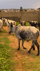 Livestock herd moves through Jos, Nigeria streets