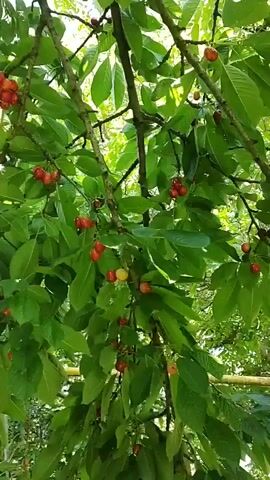 The video shows a close-up view of a cherry tree laden with ripe cherries. The camera pans slowly across the branches, highlighting clusters of bright red cherries interspersed with lush green leaves. The lighting suggests it is daytime, with sunlight filtering through the foliage. The branches are visible, with some appearing thicker and older, while others are younger and more delicate, supporting the fruit. The overall impression is one of abundance and natural beauty, capturing the essence of a fruit-bearing tree in its prime.