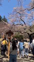 Cherry blossom crowds gather at traditional site in Fujiyoshida