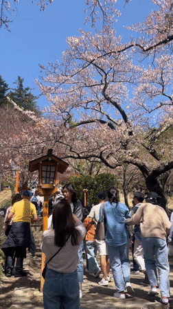 Cherry blossom crowds gather at traditional site in Fujiyoshida