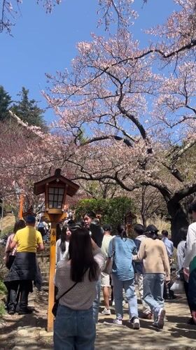 Cherry blossom crowds gather at traditional site in Fujiyoshida