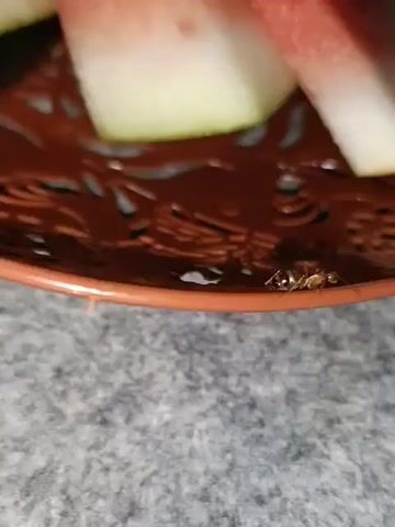The video shows a close-up view of a brown basket with a decorative pattern containing several slices of watermelon. In the lower right portion of the basket, an ant is visible. The basket is resting on a gray, textured surface, possibly a countertop or table. The lighting suggests an indoor setting. The ant is the primary subject of interest in the immediate foreground.