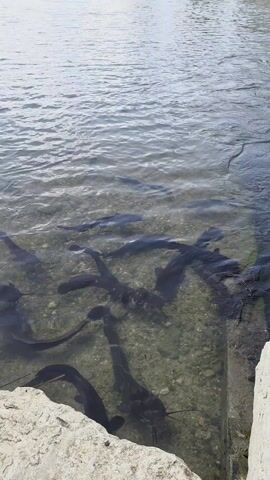 The video shows a body of water with several large, dark fish swimming near the edge of the bank. The water is clear enough to see the pebble-covered bottom. The fish are clustered together and appear to be catfish. In the background, there are trees and greenery on the opposite shore. The day appears to be overcast. There is some indistinct background chatter that sounds like adults talking.