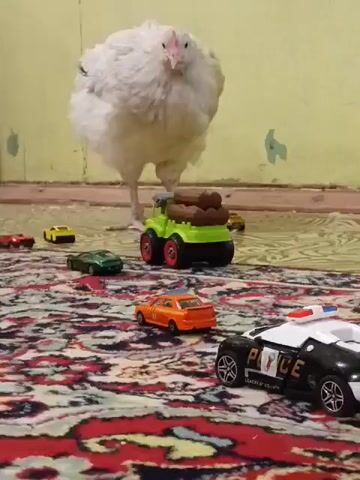 A young, fluffy white chicken stands on a patterned rug in a room. The chicken is the main subject, looking down at the floor with its beak. Around the chicken are several small toy cars and a green toy truck carrying logs. The setting appears to be indoors, with a light-colored wall behind the chicken. The lighting suggests it could be daytime, as there's no indication of artificial light sources. There are no people visible in the frame. The toys suggest a child's play area or a staged scene. The chicken's posture and gaze indicate curiosity or an interest in the toys. No weather conditions or specific time of day can be determined beyond it being likely daytime. No text is visible on the chicken, rug, or wall. The location is Krasnyye Barrikady, Russia.