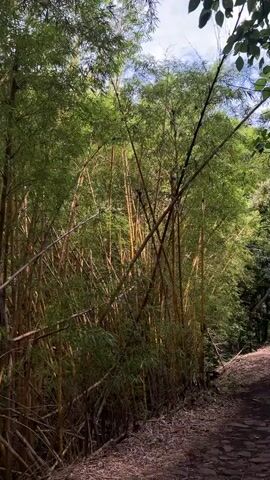A very densely packed grove of bamboo stalks, with some stalks leaning and crossing over others. The bamboo stalks are mostly a golden-yellow color, with some lighter green and darker brown stalks mixed in. The bamboo leaves are a bright green and appear to be very dense. The ground in front of the bamboo is covered in a mixture of dry leaves and some sort of gravel or small stones. The lighting suggests it is daytime, possibly late afternoon, with sunlight filtering through the dense canopy. The scene appears to be outdoors, likely in a natural setting. The camera is positioned at an angle looking up into the bamboo grove.