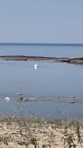 A white swan swims in a shallow body of water near a sandy shore. The water is calm and reflects the clear blue sky. Rocks and debris are visible in the water and on the shore.