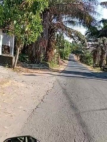 The video shows a first-person perspective of someone riding a motorcycle down a paved rural road. The road is lined with trees, including palm trees, and vegetation. On the left side of the road, there are houses and what appears to be a small pile of dirt or rubble. The sky is clear and blue, indicating a sunny day. The motorcycle's handlebars are partially visible in the bottom of the frame. The video appears to be shot in a tropical or subtropical region. The camera is slightly tilted, giving a dynamic feel to the ride. The overall impression is of a peaceful journey through a rural landscape.