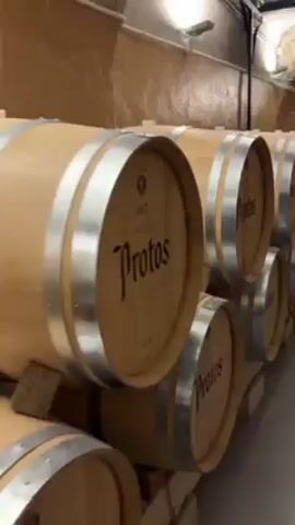 The video shows a row of wine barrels stacked in a cellar-like room. The barrels are light wood with silver metal bands and the word "Protos" printed on them. A person walks by the barrels, appearing to be looking at them. The walls of the room are light brown and the ceiling has a vaulted arch. There are lights on the ceiling. The floor is gray and appears to be made of concrete.