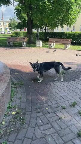 The video opens with a medium shot of a black and tan dog standing on a paved area next to a fountain. The dog is panting with its tongue out and looking towards the camera. The fountain has blue water with several jets spraying upwards. In the background, there are trees, park benches, and buildings. The scene appears to be a public park on a sunny day. The camera then pans to the left, focusing more on the fountain and the water. The dog remains in the frame, though its position shifts slightly as the camera moves. The video continues to show the fountain with the dog in the foreground.