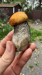 Wild mushroom foraging and meadow nature walk in rural Russia