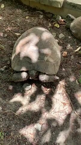 The media file shows two tortoises in an outdoor enclosure. The primary subject is a large tortoise in the foreground, seen from a high-angle shot. Its shell is a mottled brown and grey, with visible scutes. The tortoise's head and legs are partially tucked under its shell. The ground is covered in dry soil, small rocks, and scattered leaves, suggesting a dry, naturalistic habitat. Sunlight filters through overhead foliage, casting dappled shadows on the tortoise and the ground.

In the background, a portion of a second tortoise is visible, further into the enclosure. It also appears to be a large species with a textured shell. The setting seems to be an enclosure with a concrete or stone border visible at the top of the frame, possibly indicating a zoo, a sanctuary, or a private garden.

The time of day appears to be daytime, likely morning or afternoon, given the bright sunlight and shadows. The weather seems to be fair and sunny, contributing to the dry appearance of the ground. There are no people visible in the media file. The overall mood conveyed is one of quiet observation, focusing on the slow-moving, natural behavior of the tortoises in their environment. There is no visible text in the media file. The location context provided indicates Mardakan, Azerbaijan.