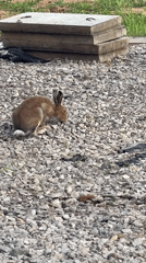 Brown rabbits spotted moving across gravel near cylindrical structure