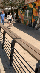 White rose in vase left on Tel Aviv bench