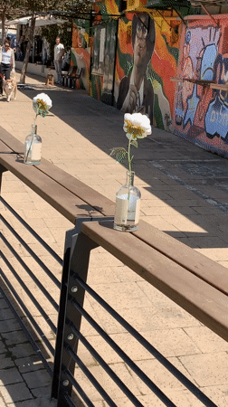 White rose in vase left on Tel Aviv bench