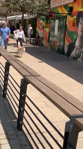 White rose in vase left on Tel Aviv bench