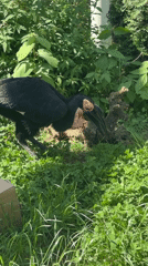 Morning zoo visit captures diverse bird exhibits in Moscow