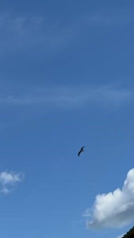 A bird flies against a clear blue sky with scattered white clouds. The bird is silhouetted against the sky and appears to be a raptor, possibly a hawk or eagle. The bird is shown in mid-flight, with its wings spread. The camera is pointed upwards, capturing the bird in the upper half of the frame. The bottom of the frame shows the tops of some plants, including tall grasses and leaves, suggesting an outdoor setting. The lighting suggests it is daytime.
