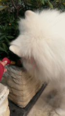 White Samoyed dog spotted at multiple locations in Bar, Montenegro