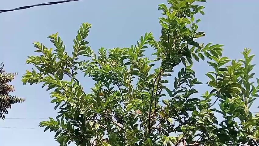 The video shows a tree with green leaves against a clear blue sky. A black wire runs horizontally across the top of the frame, passing behind the branches of the tree. The camera is positioned below the tree, looking upwards. The lighting suggests it is daytime, possibly sunny. The tree appears to be in a natural outdoor environment.