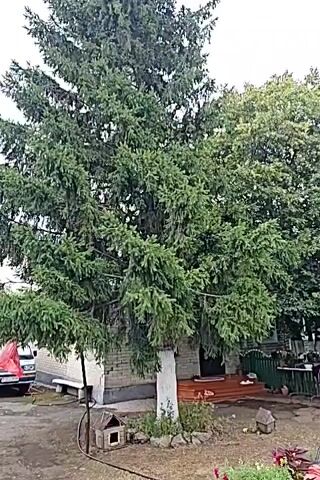 This video shows a backyard area. In the foreground, there is a large evergreen tree. To the right of the tree, a brick building with a green door and windows is visible. A green fence runs along the right side of the yard. In the middle ground, there are several potted plants and a watering hose. In the background, there is more greenery and a few small structures. Several chickens are visible in the yard. There is also an old bathtub filled with water and greenery in the left foreground. The ground is mostly dirt and dry grass. The sky is overcast.