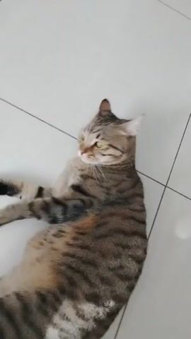 A tabby cat is lying on its back on a tiled floor, being petted by a human hand. The cat has green eyes and is looking towards the camera. Its paws are extended, and its belly is exposed. The human hand is stroking the cat's face and chest. The cat appears to be enjoying the interaction. The background is a light-colored tiled floor.