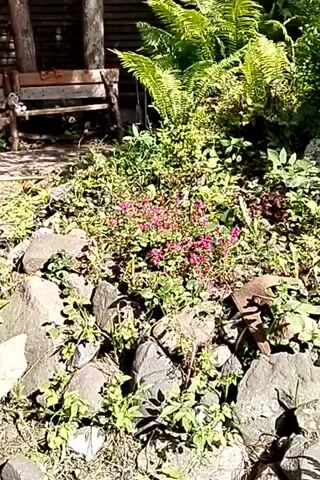 A low-angle outdoor video shows a rocky garden with various plants and greenery. In the background, a wooden bench is visible next to a tree trunk. The foreground is dominated by large rocks and dense foliage, with some small pink flowers interspersed among the green leaves. Ferns are prominent in the upper portion of the frame, suggesting a shaded or semi-shaded environment. Sunlight filters through the leaves, creating dappled lighting.