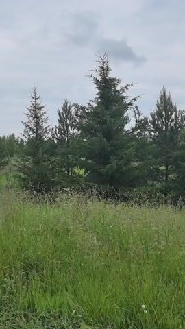 A slow-panning video captures a serene, natural landscape on an overcast day. In the foreground, tall, lush green grass sways gently, interspersed with small white wildflowers and other small green plants. Behind the grass, a cluster of evergreen trees stands tall and dense. The trees vary in height and density, with some appearing fuller and more mature, while others are younger and more slender. The sky above is a soft, cloudy grey, suggesting a calm, possibly humid atmosphere. The overall impression is one of peaceful, untamed nature.