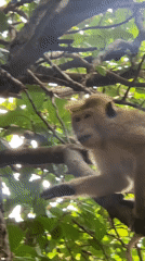 Monkey observed foraging and vocalizing in Sri Lankan forest