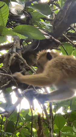 Monkey observed foraging and vocalizing in Sri Lankan forest