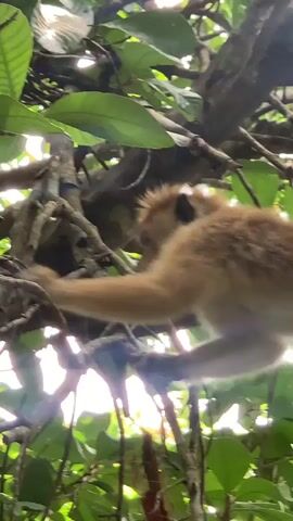 The video shows a brown monkey sitting on a tree branch, surrounded by green leaves. The monkey has a distinctive hairstyle. It opens its mouth and appears to be vocalizing. The lighting is bright, with sunlight filtering through the leaves. The camera angle is low, looking up at the monkey in the tree.