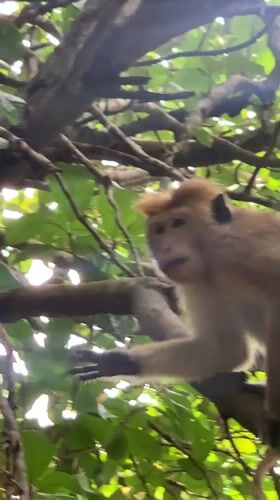 Monkey observed foraging and vocalizing in Sri Lankan forest