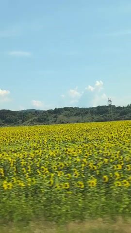 The video shows a large field of sunflowers under a clear blue sky with scattered clouds. The camera is moving, creating a sense of motion as the field of sunflowers passes by. In the distance, there are rolling hills covered in trees. There are also some man-made structures visible, including a power line tower and possibly a building. The overall impression is of a vast, sunny landscape.