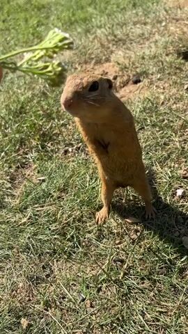 The video shows a small, brown ground squirrel standing upright on its hind legs. It is holding a cluster of green plants with white flowers in its front paws and appears to be eating them. The ground squirrel is in a grassy area with a dirt hole visible in the background. The lighting suggests it is daytime, likely outdoors. The video is short, lasting only a few seconds.