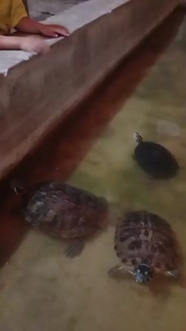 A person with their hands on a wooden barrier observes three turtles in shallow, murky water. One turtle, dark-shelled and elongated, swims in the background. In the foreground, two other turtles are visible. One is larger and has a patterned shell in shades of brown and red, with visible legs and head. The other turtle, also with a patterned shell, is closer to the viewer and appears to be facing them. The environment suggests an enclosure or habitat for the turtles.