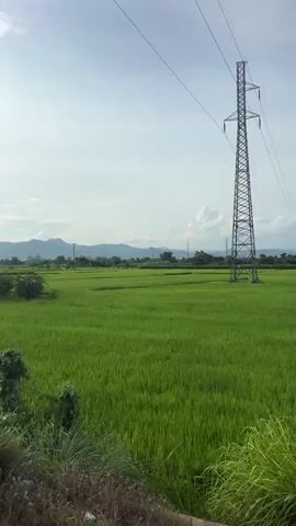 The video captures a perspective from the front of a moving motorcycle. The environment consists of rural landscapes with lush green rice fields on the right side of the road, and some agricultural plants or trees on the left. In the distance, mountains are visible under a partly cloudy sky, with the sun shining through the clouds. Utility poles and power lines run alongside the road. The road itself appears to be asphalt and somewhat dusty. The rider's helmet is visible in the foreground, partially obscuring the view at times. There are no people clearly visible in the video, and the focus is on the scenery and the road ahead.