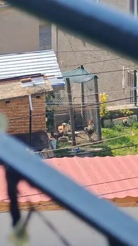 The video shows an elevated view looking down into an outdoor fenced enclosure. Inside the enclosure, a light brown dog is sitting on the ground, and two chickens are moving. One chicken with dark and brown feathers walks towards the right, while a lighter-colored chicken is near the center. To the left of the enclosure is a small brick building with a white roof. Green grass and some yellow foliage are visible around the enclosure. In the background, there are other buildings and overhead power lines. A dark, blurry railing is in the immediate foreground, suggesting the video is filmed from a balcony or window.