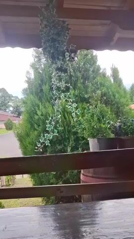 The video shows a view from under a wooden porch, across a wet table, to a street lined with trees and houses. The table is made of planks with dark wood stain. A hanging planter is visible at the edge of the porch. The camera pans to show other potted plants near the porch. At the end, the camera focuses on a sleeping calico cat curled up in someone's lap.