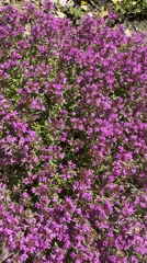 A slow Sochi morning of flowers, figurines, and small beautiful things