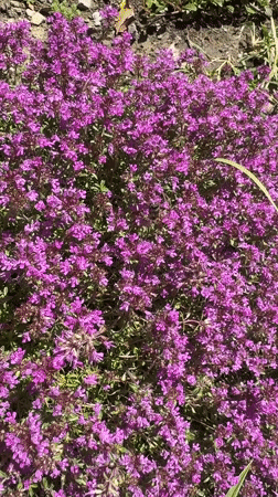 A slow Sochi morning of flowers, figurines, and small beautiful things