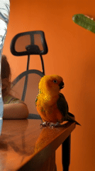 Pet parrot enjoys morning routine with owner in Khimki