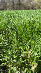 Cattle graze in Bulgarian fields during spring morning