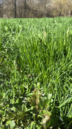 Cattle graze in Bulgarian fields during spring morning